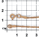 Золотая цепь плетение Сингапур Красносельский ювелир СИ-030-Ц